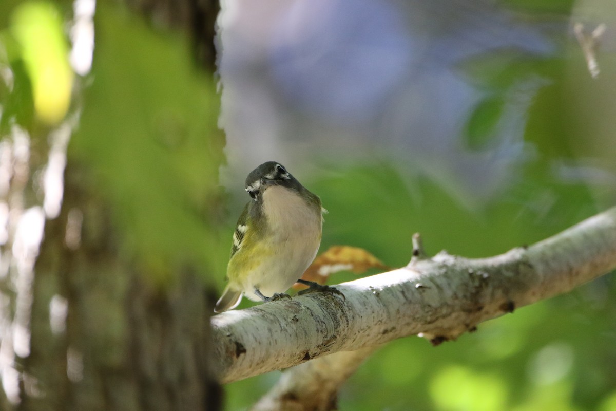 Blue-headed Vireo - ML492653631