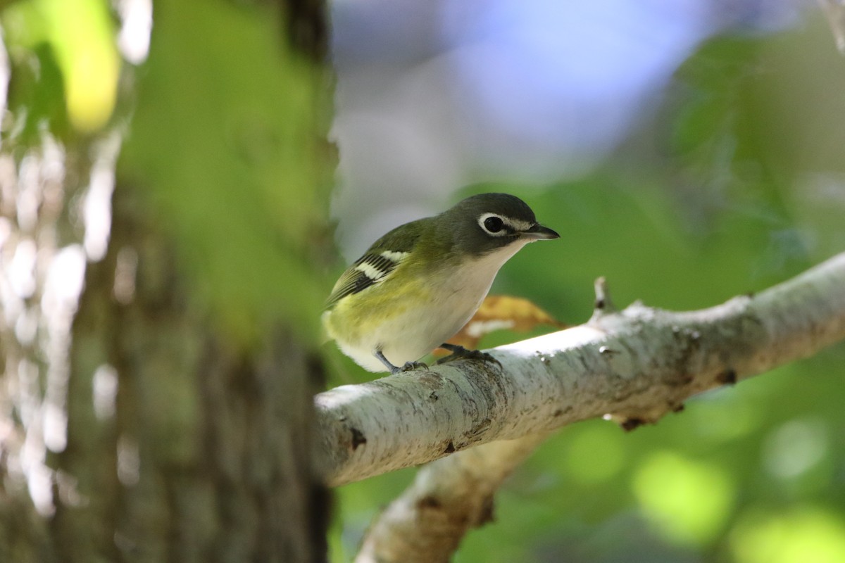 Blue-headed Vireo - ML492653641