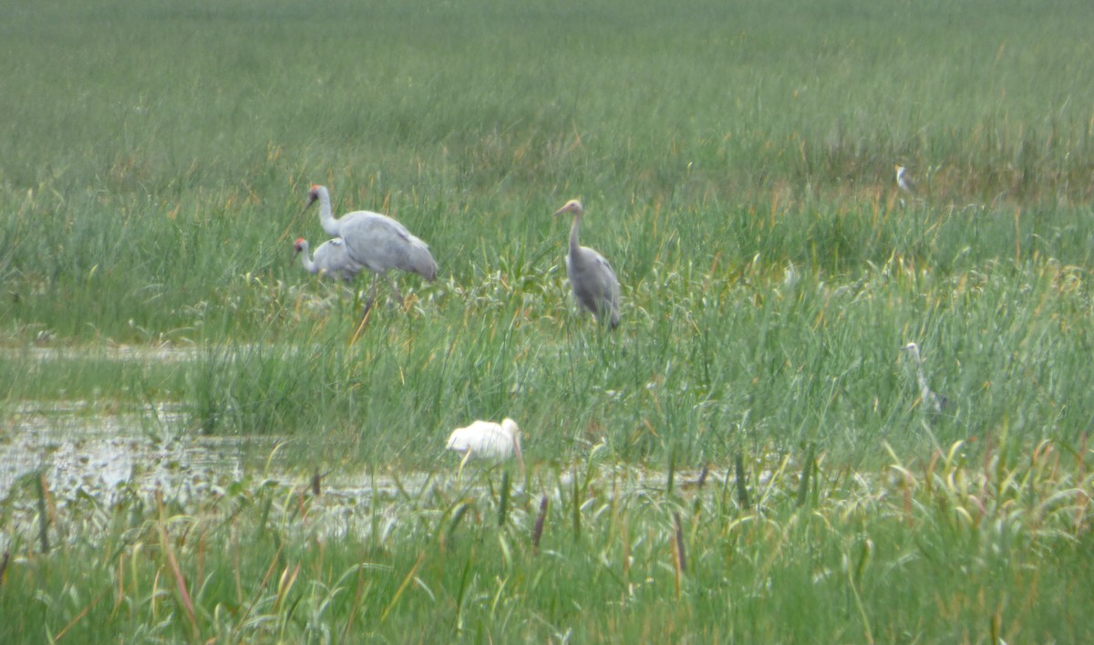 Brolga - Peter Roupas