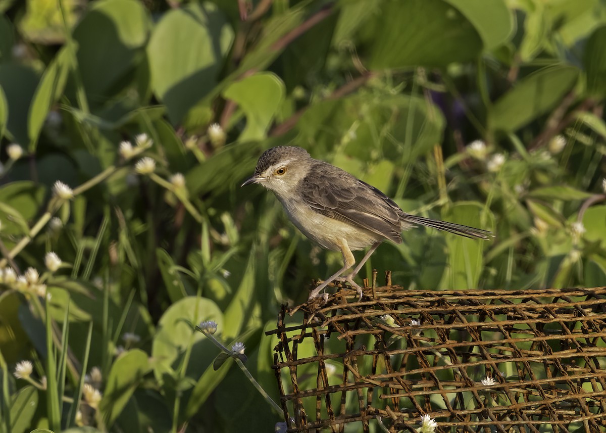 Plain Prinia - ML492654231