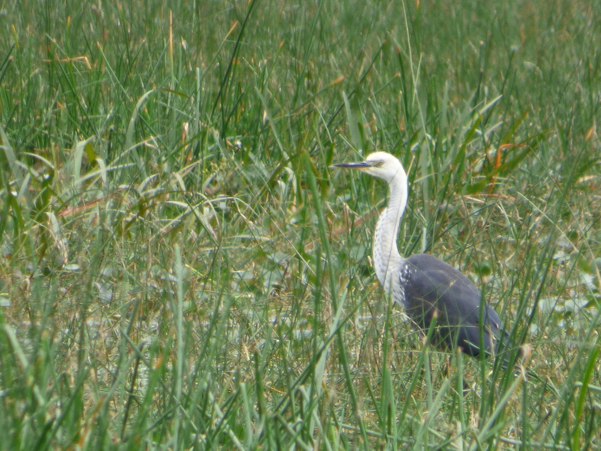 Pacific Heron - ML49265451