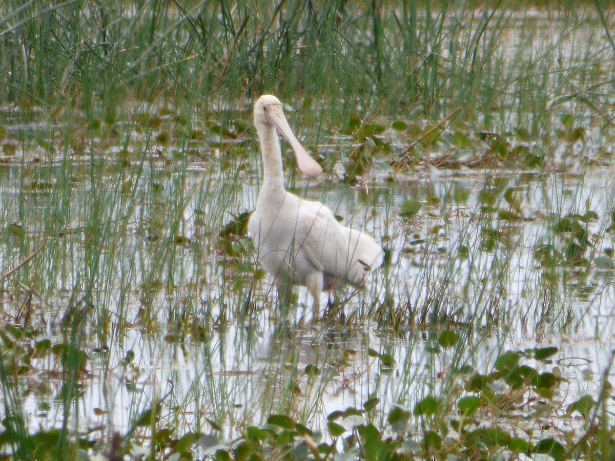 Yellow-billed Spoonbill - Peter Roupas