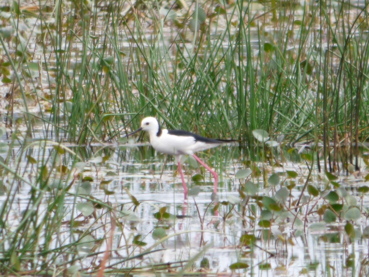 Pied Stilt - ML49265471