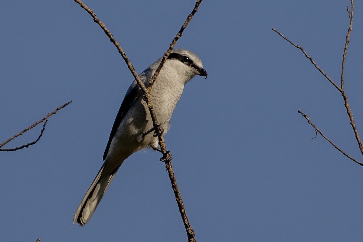 Pie-grièche boréale - ML492655751