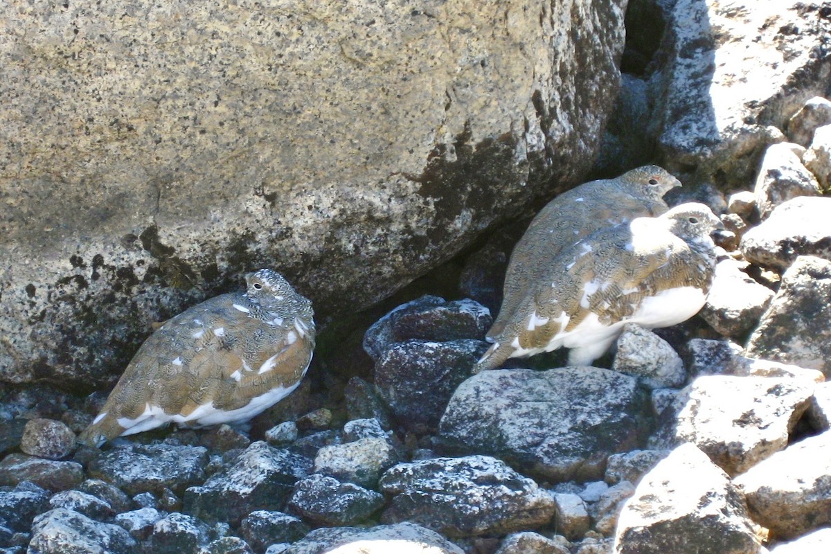 White-tailed Ptarmigan - ML492656021