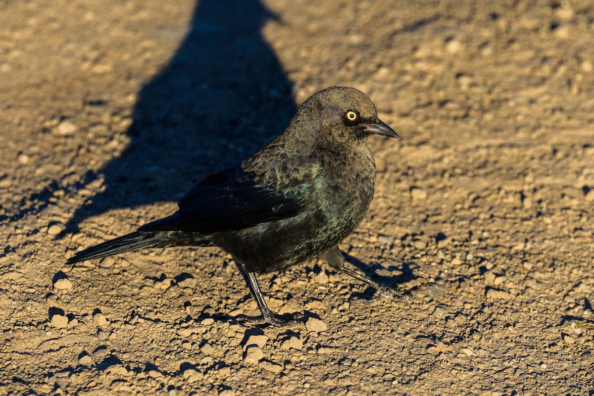 Brewer's Blackbird - ML492656361