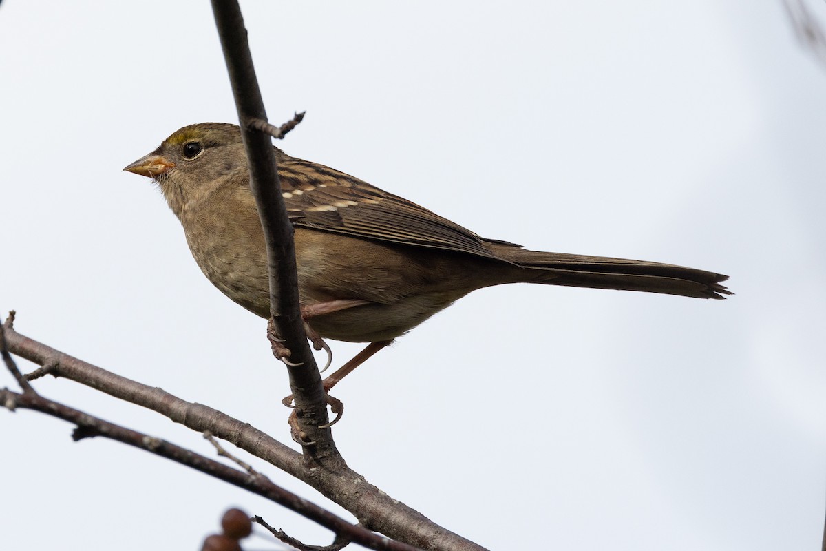 Golden-crowned Sparrow - ML492659571