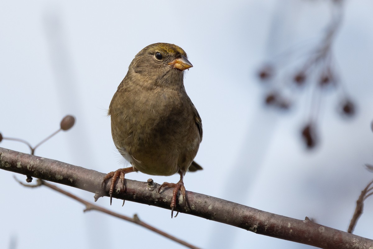 Golden-crowned Sparrow - ML492659581