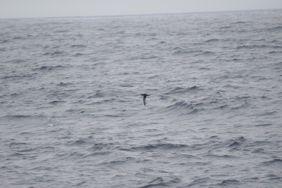 Short-tailed Shearwater - ML492662441