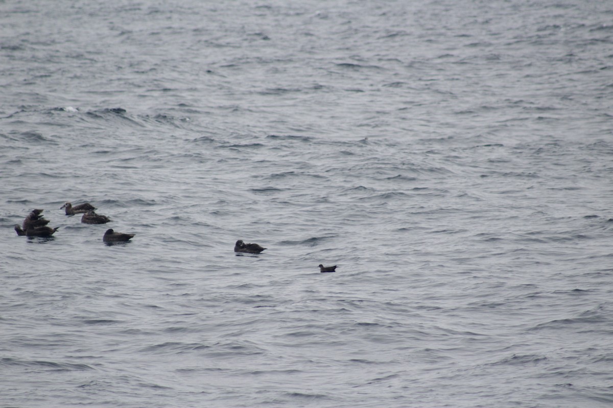 Short-tailed Shearwater - ML492662771