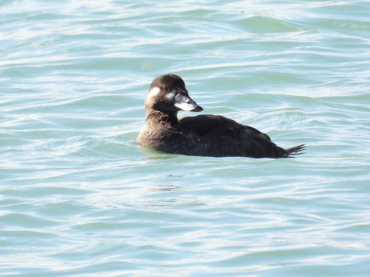 Surf Scoter - ML492663011