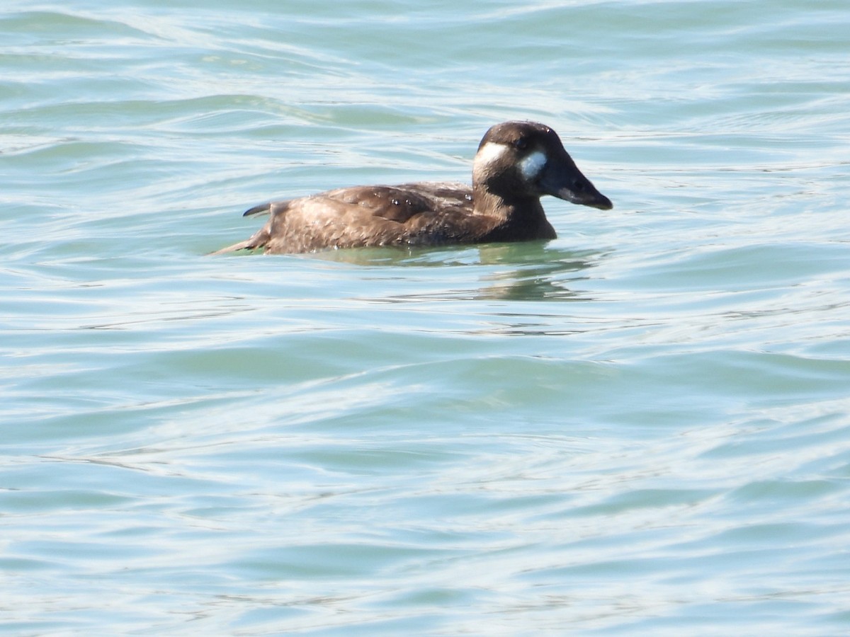 Surf Scoter - ML492663021