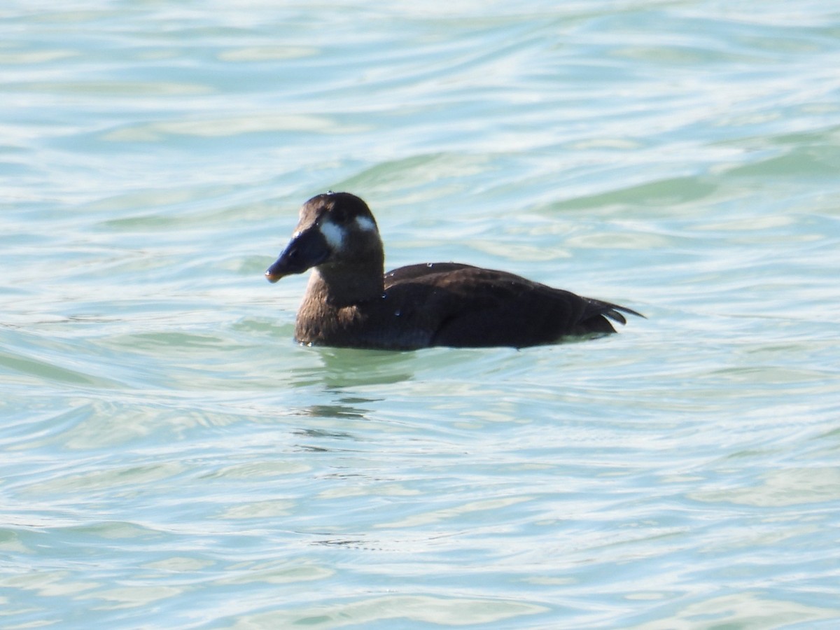 Surf Scoter - ML492663031