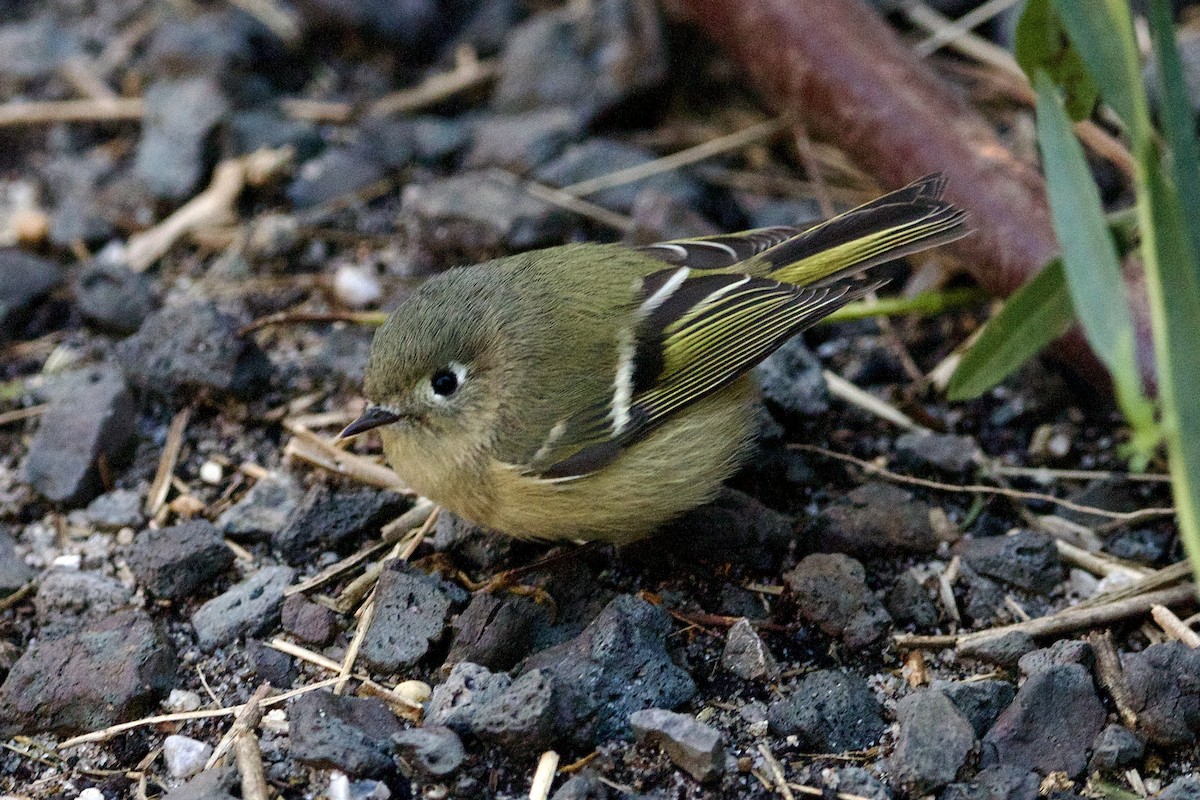 Ruby-crowned Kinglet - ML492663101