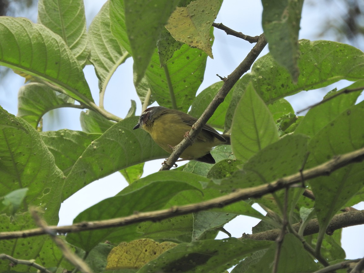 Chestnut-capped Warbler - ML492663201