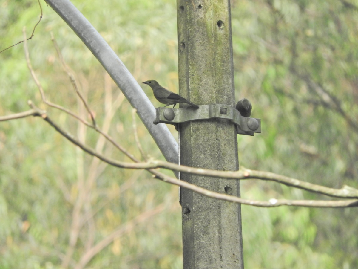 Palm Tanager - Gabriel Camilo Jaramillo Giraldo