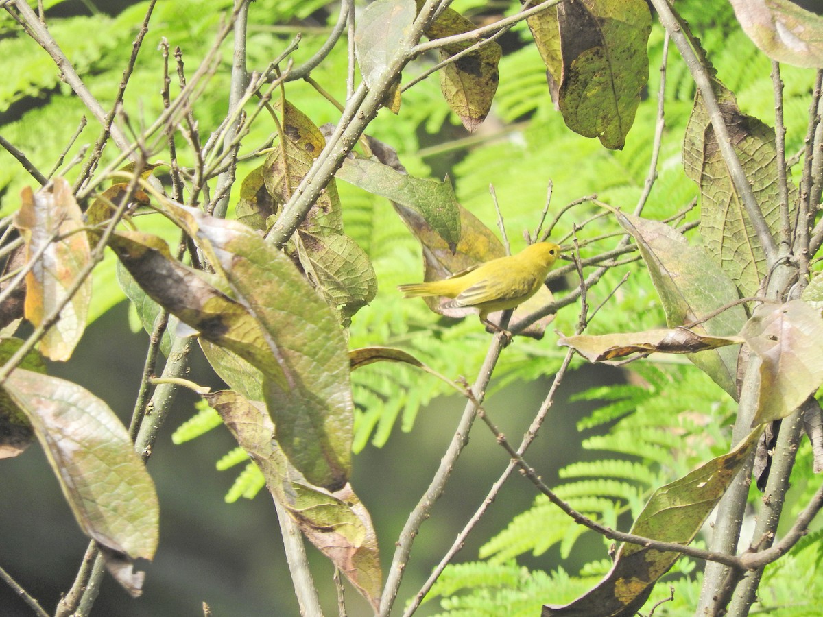 Yellow Warbler - ML492663461