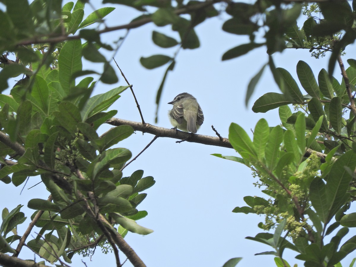 Sooty-headed Tyrannulet - ML492663761