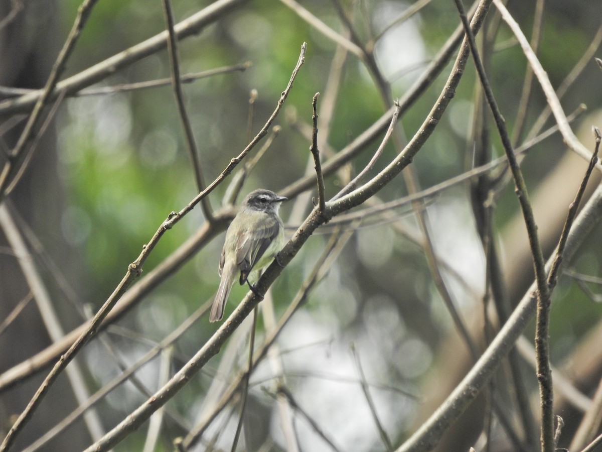 Sooty-headed Tyrannulet - ML492663781