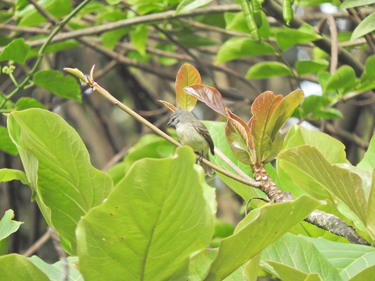 Sooty-headed Tyrannulet - ML492663831