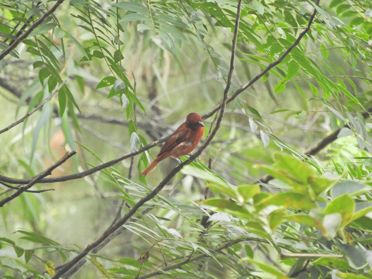 Summer Tanager - ML492664101