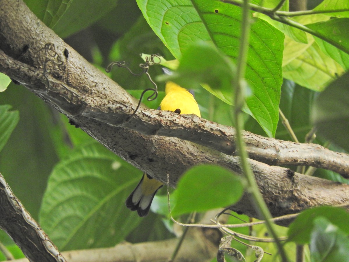 Thick-billed Euphonia - ML492664161