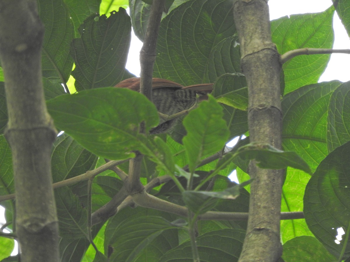 Bar-crested Antshrike - ML492664261