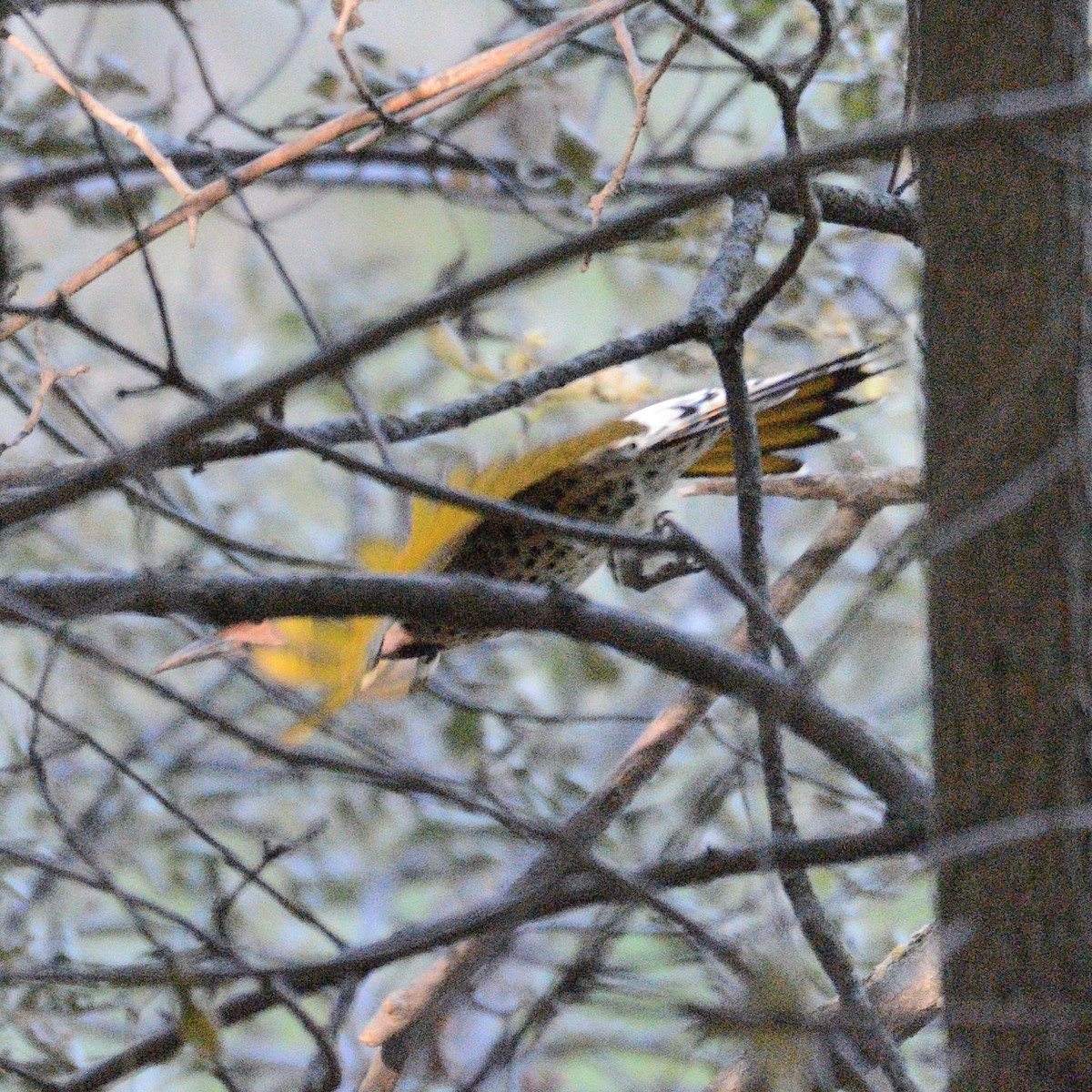 Northern Flicker (Yellow-shafted) - ML492664321