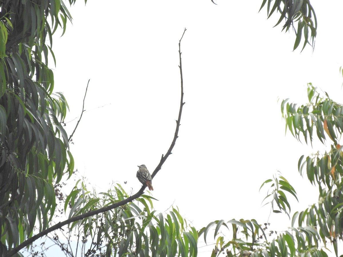 Sulphur-bellied Flycatcher - Gabriel Camilo Jaramillo Giraldo