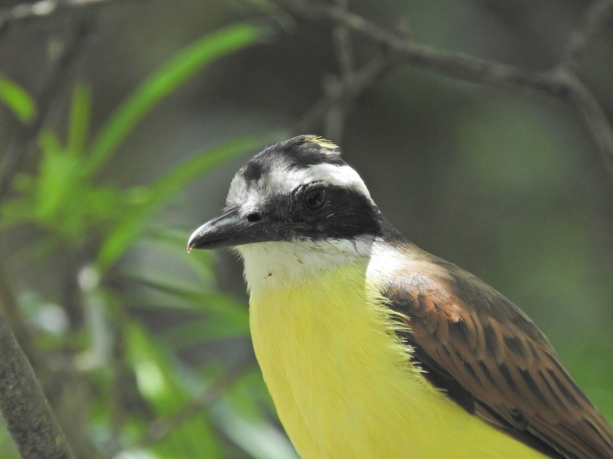 Great Kiskadee - Gabriel Camilo Jaramillo Giraldo