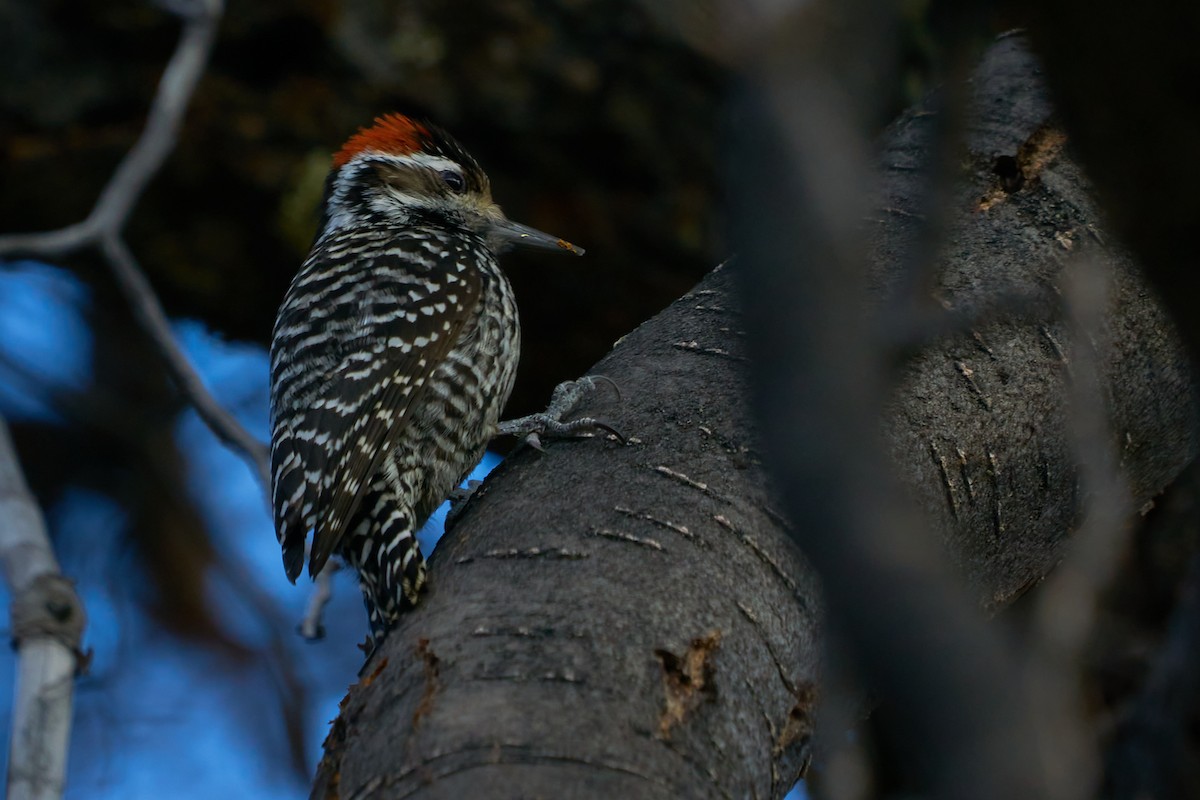 Striped Woodpecker - Sebastián  Alonso