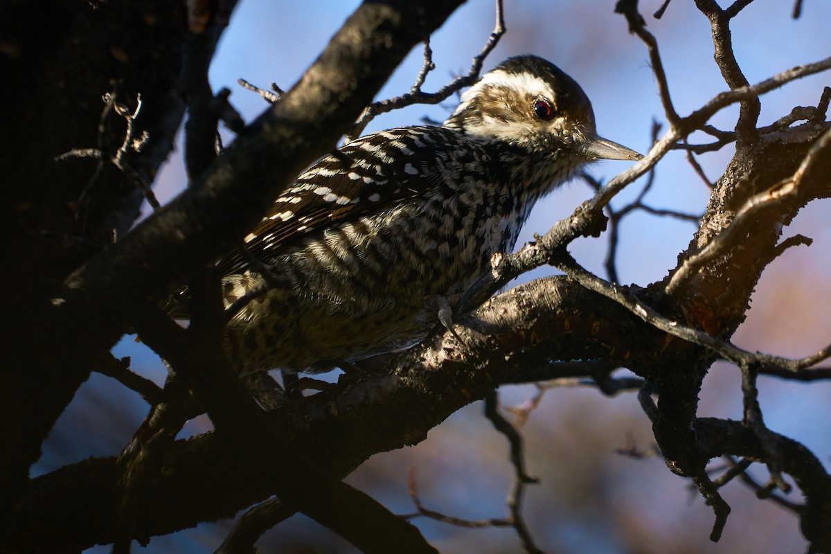 Striped Woodpecker - Sebastián  Alonso