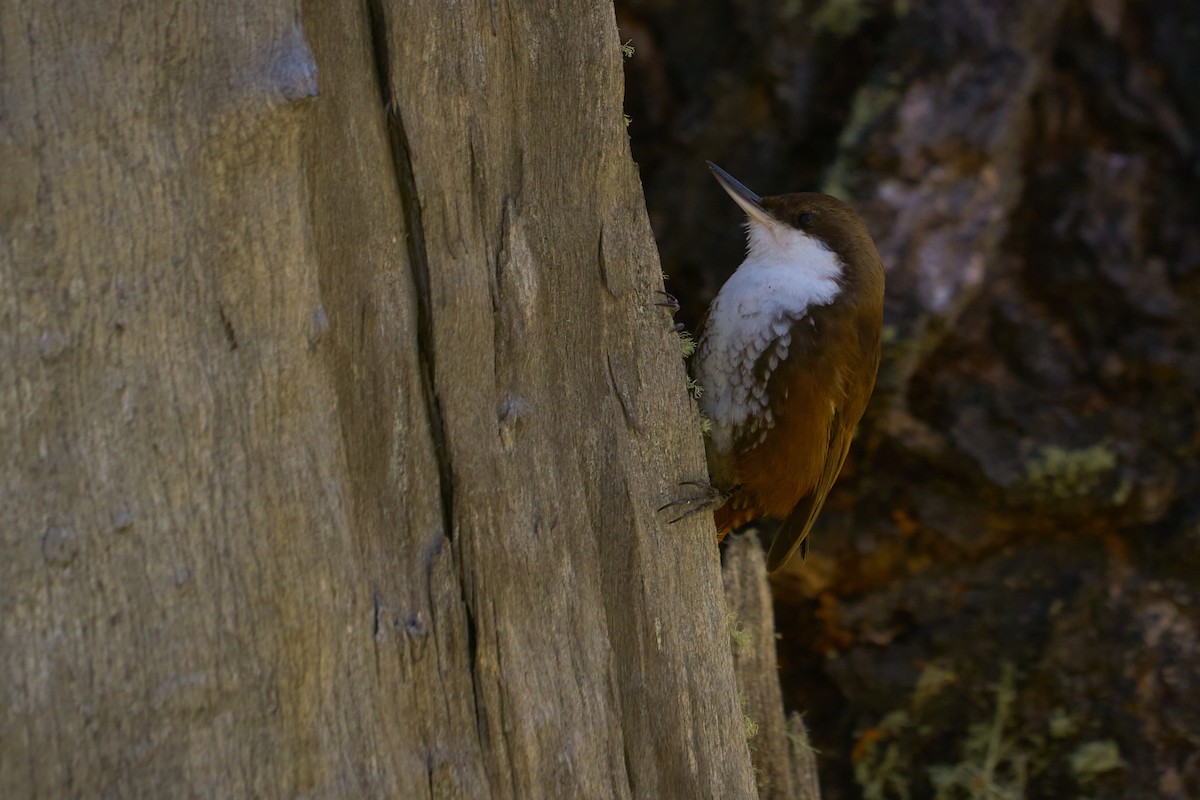 White-throated Treerunner - ML492664621