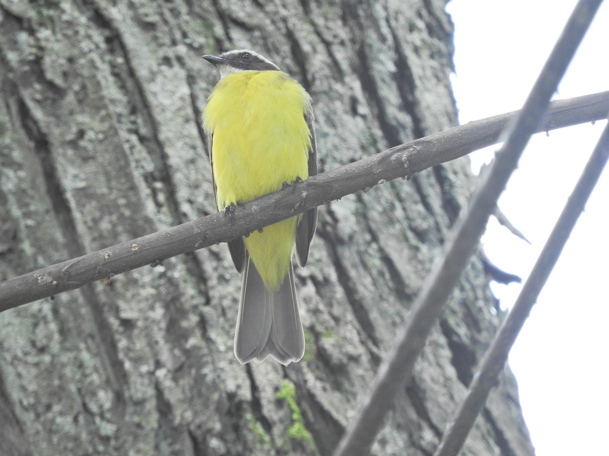 Rusty-margined Flycatcher - ML492665091