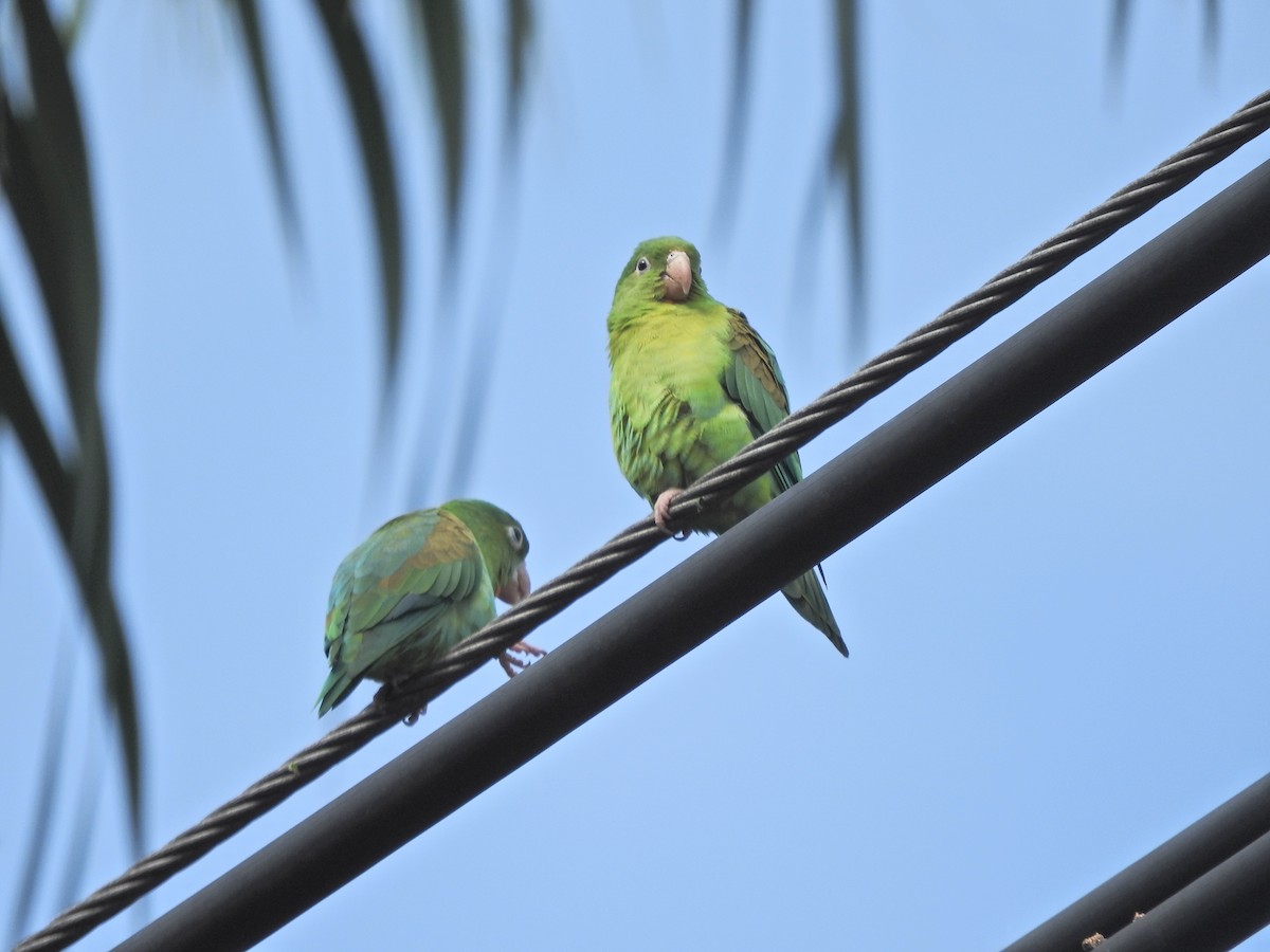 Orange-chinned Parakeet - ML492665151