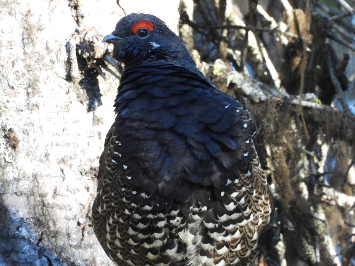 Spruce Grouse - ML492665571