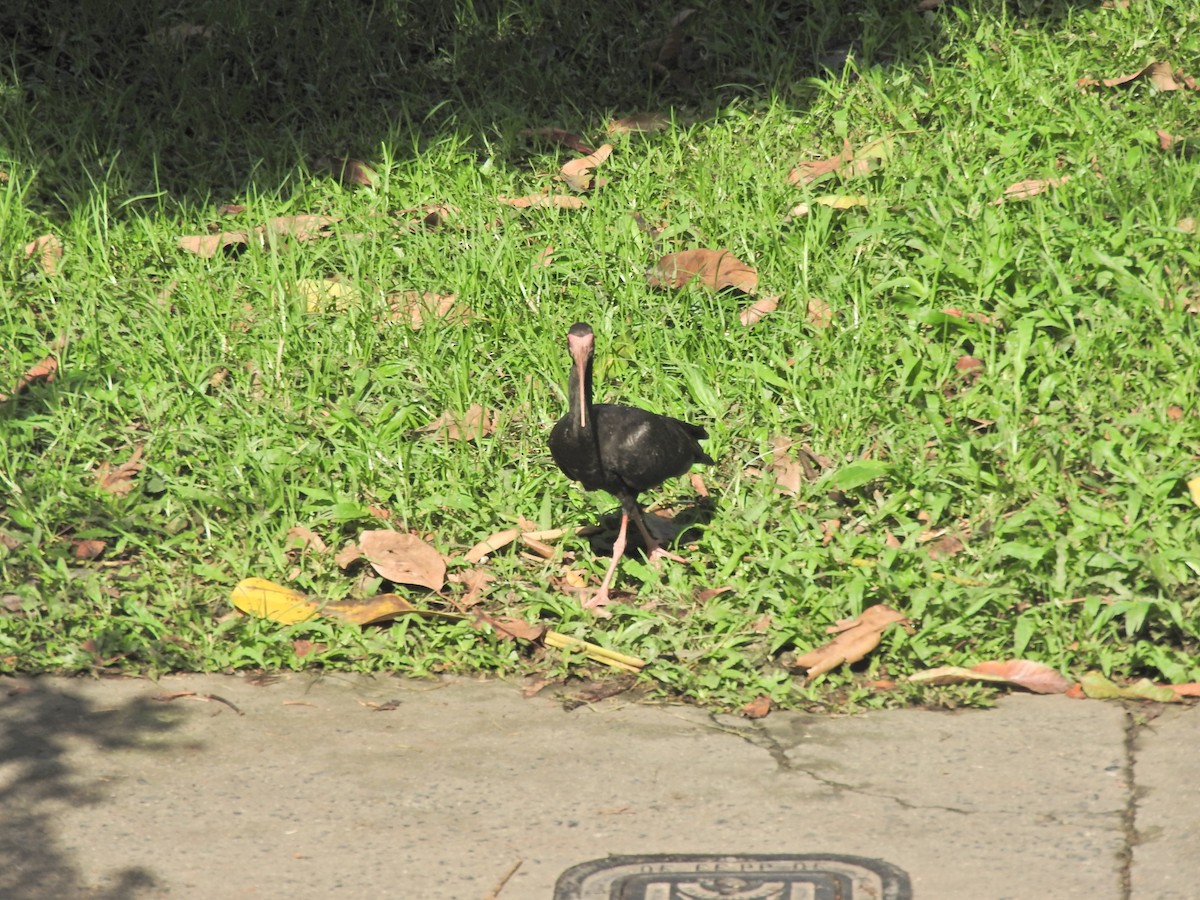 Ibis à face nue - ML492665811