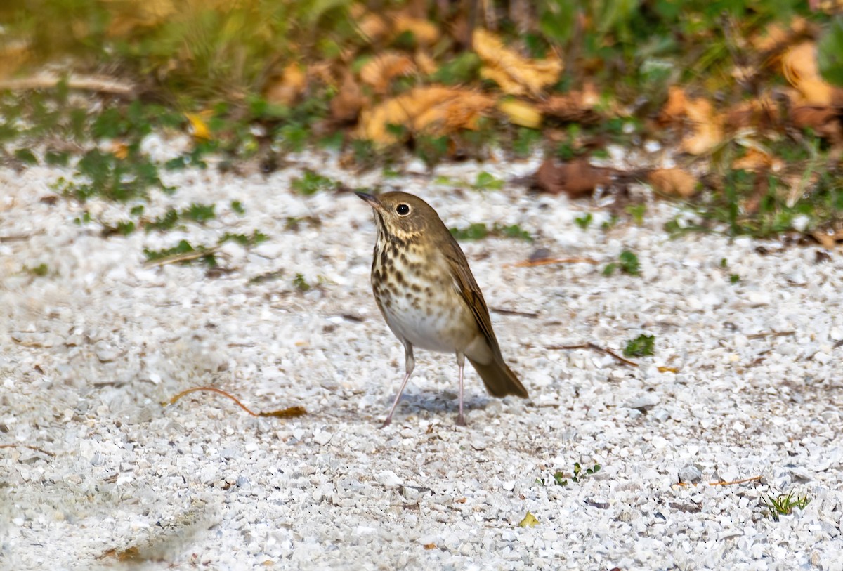 Hermit Thrush - ML492666811