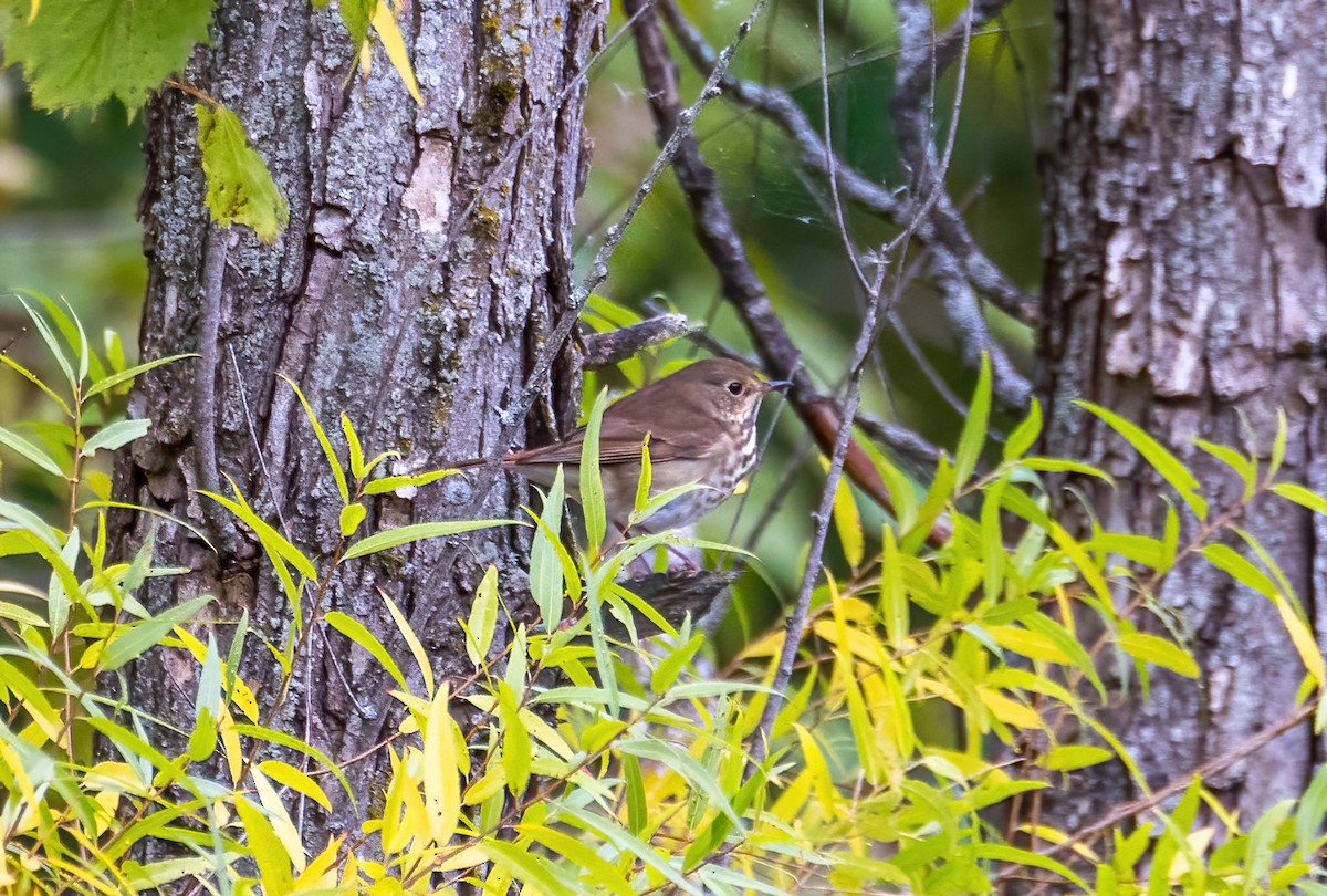 Hermit Thrush - ML492666821