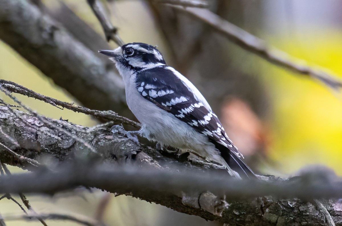 Downy Woodpecker - Arun Christopher Manoharan