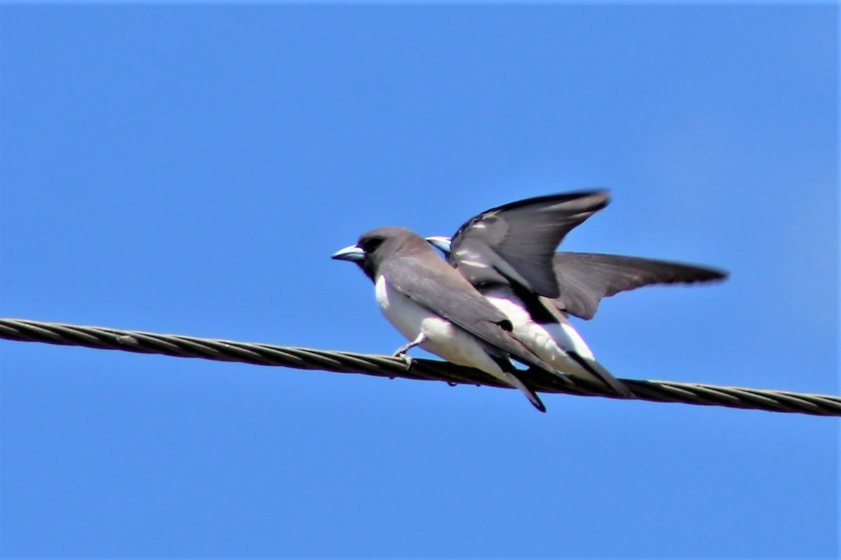 White-breasted Woodswallow - Leonie Beaulieu