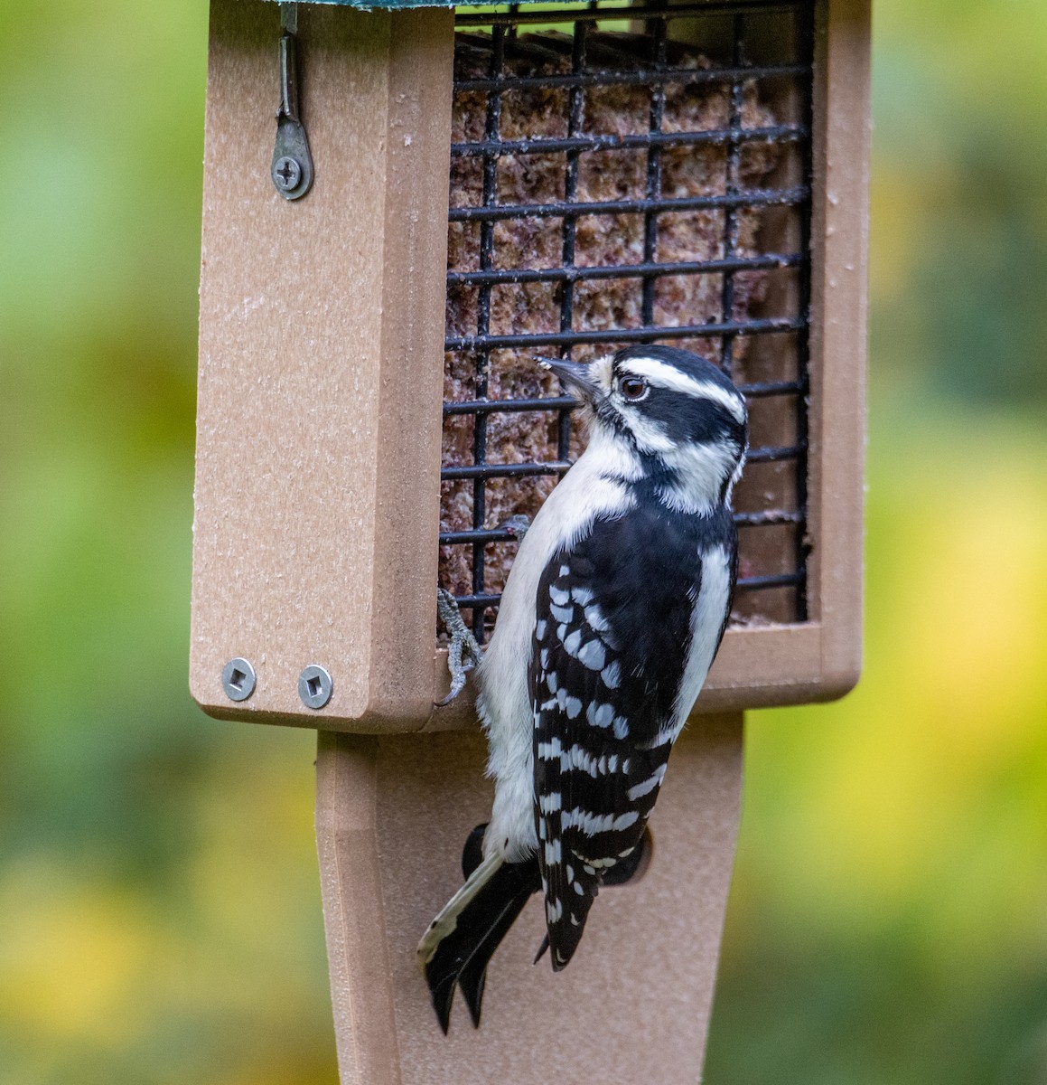 Downy Woodpecker - ML492667261