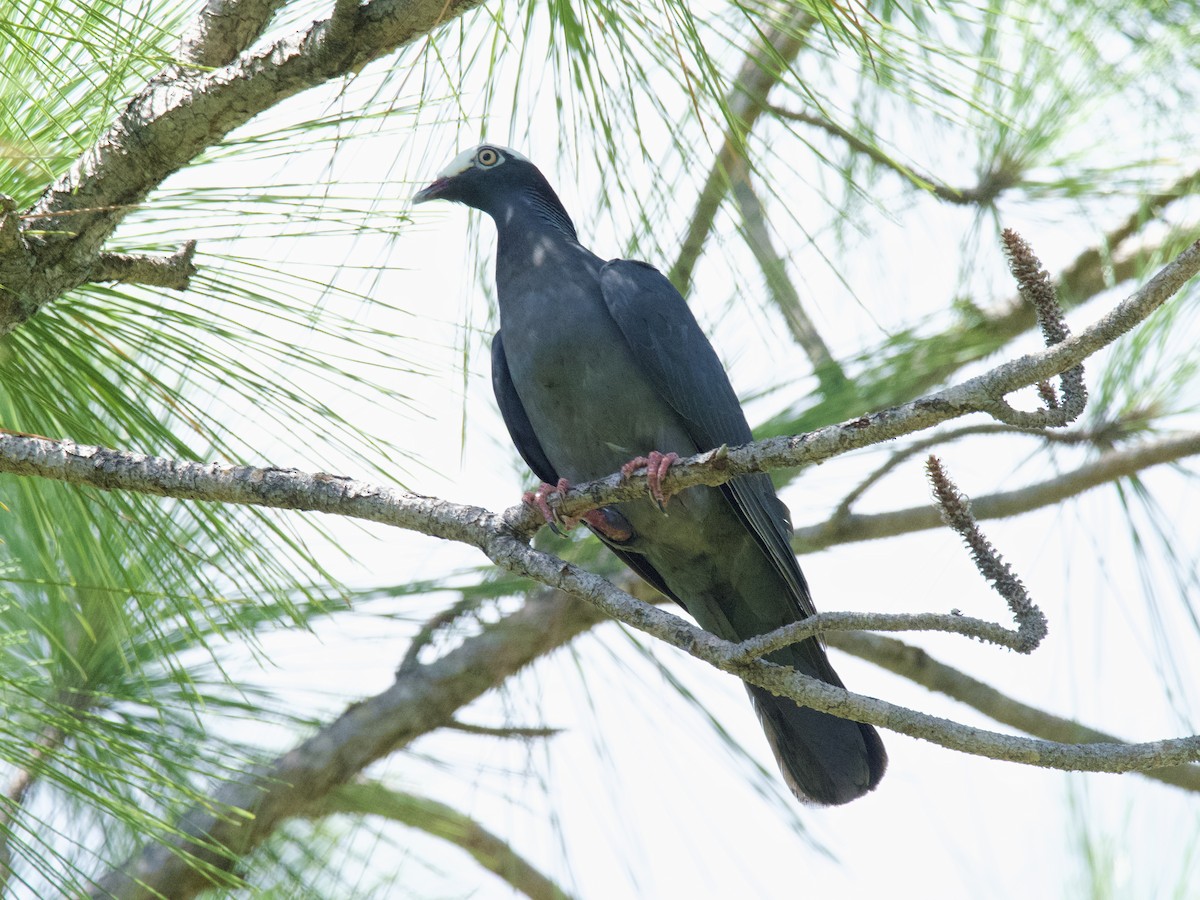 White-crowned Pigeon - ML492668401