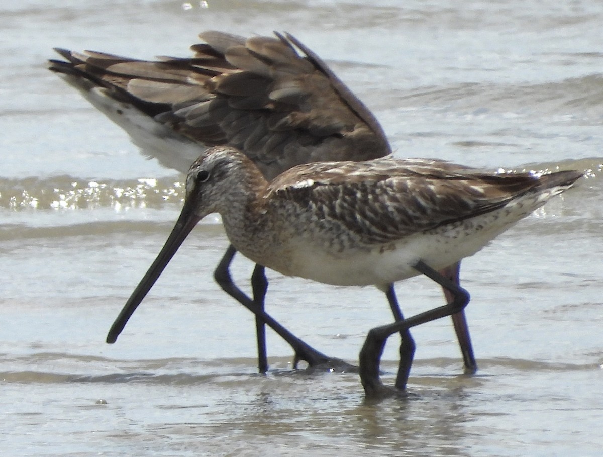 asiabekkasinsnipe - ML492669541