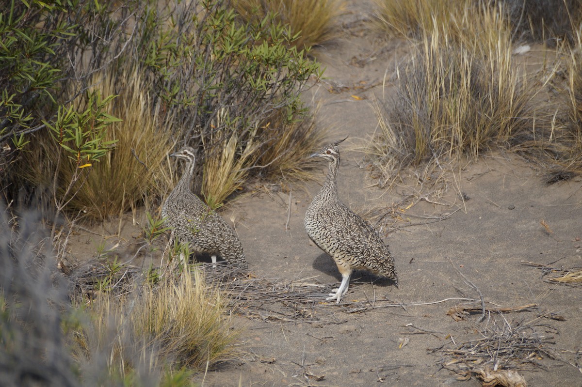 Elegant Crested-Tinamou - ML49267051