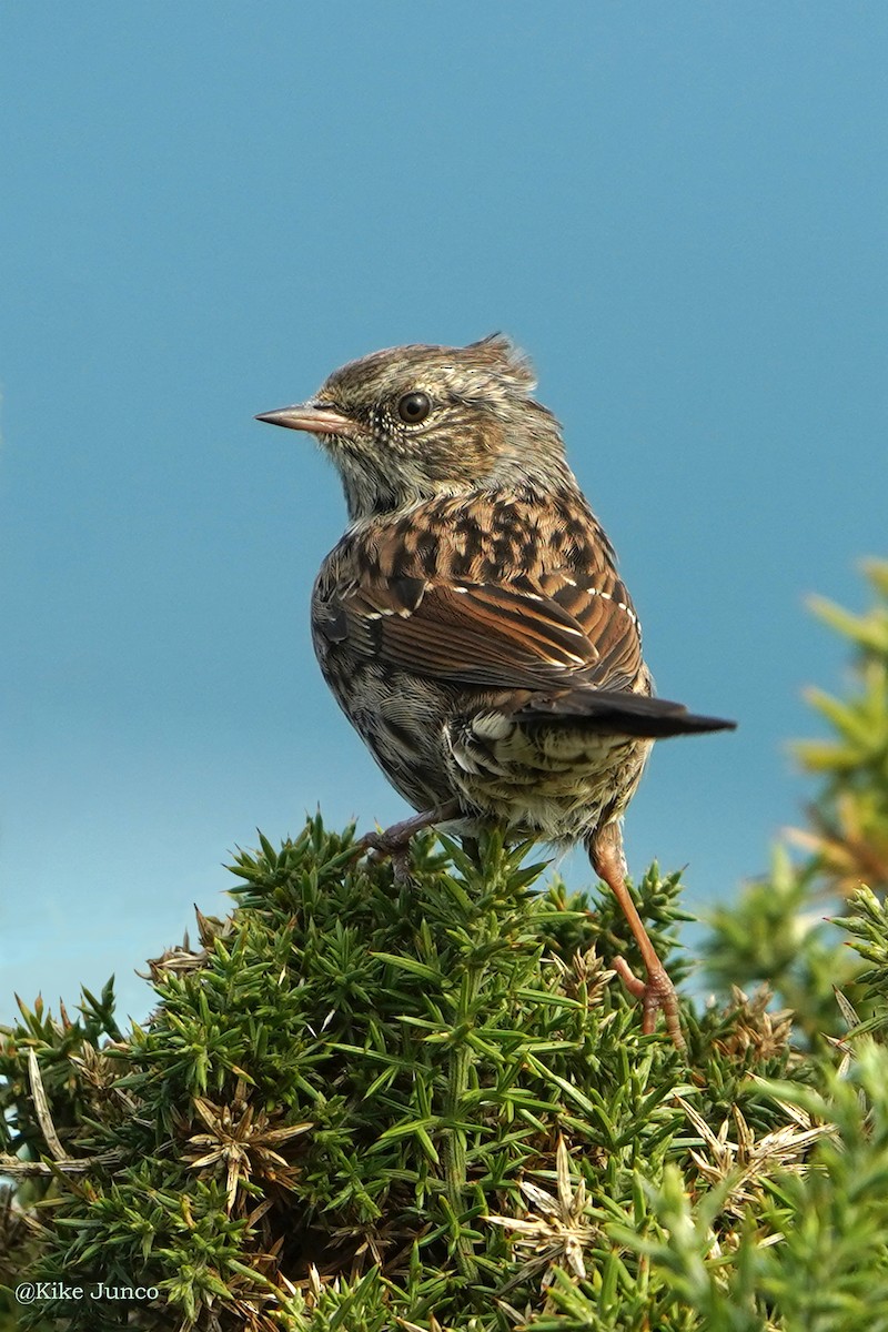 Dunnock - ML492672071