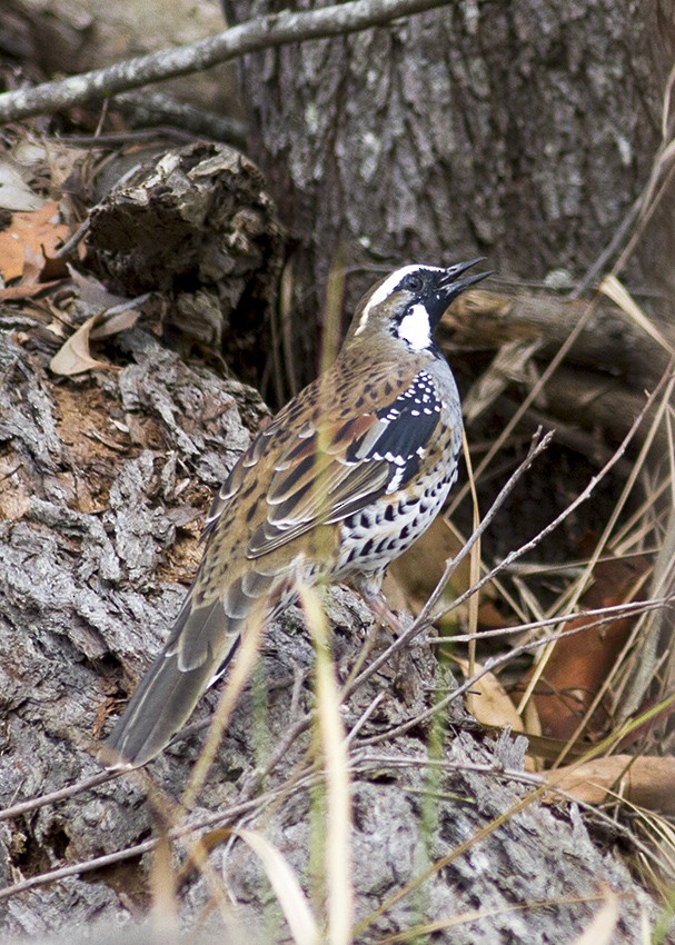 Spotted Quail-thrush - ML49267231