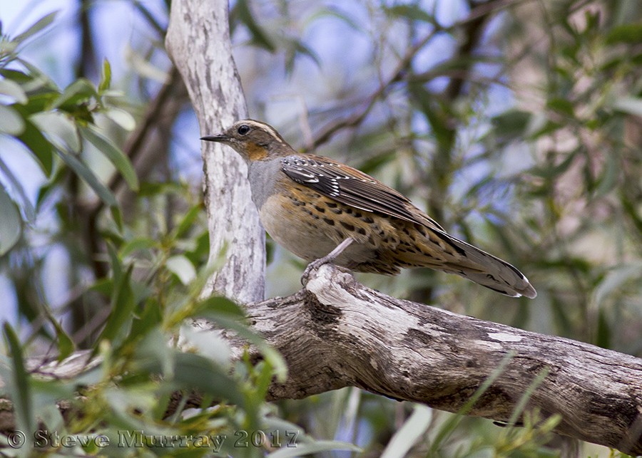 Spotted Quail-thrush - ML49267241
