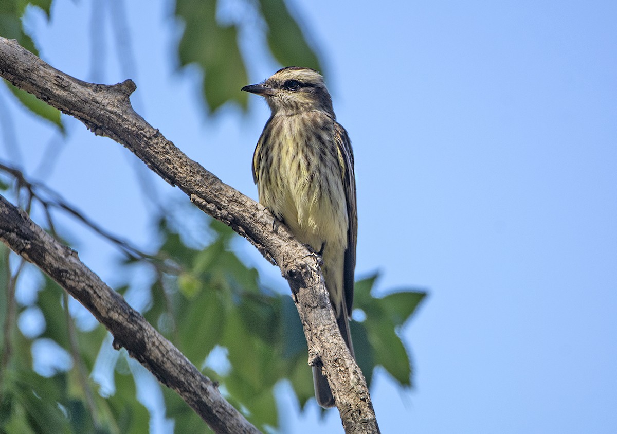 Variegated Flycatcher - Pablo alberto Tamborini