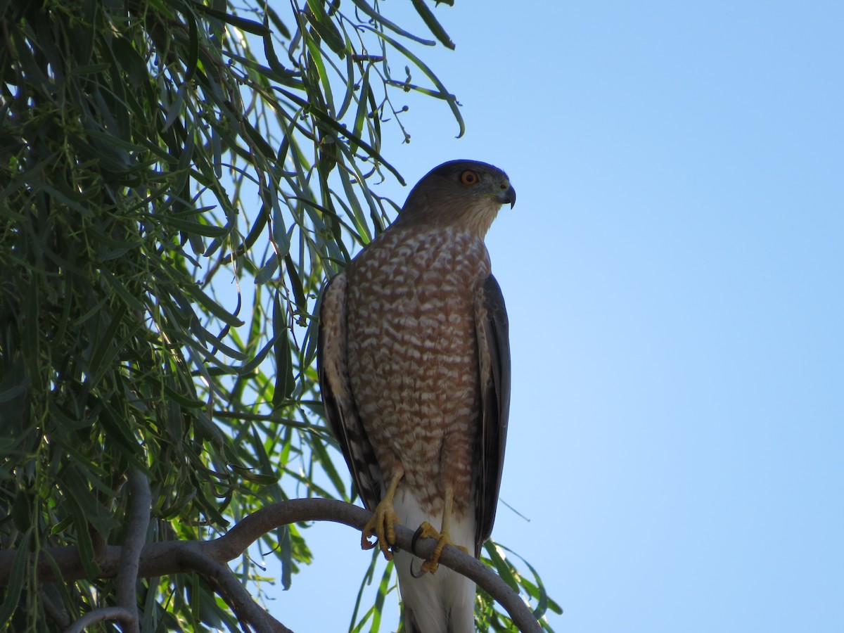 Cooper's Hawk - ML492674891